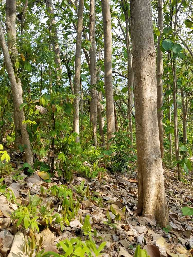 チーク材製の折りたたみ式サイドテーブル